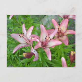 Cartão Postal Lírios asiáticos cor-de-rosa
