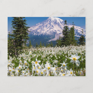 Cartão Postal Lírios avalanche e Monte Rainier 2