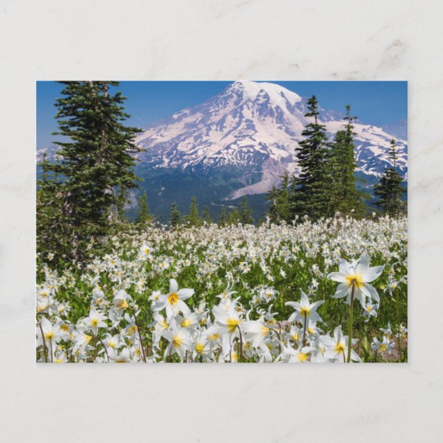 Cartão Postal Lírios avalanche e Monte Rainier 2 (Frente)