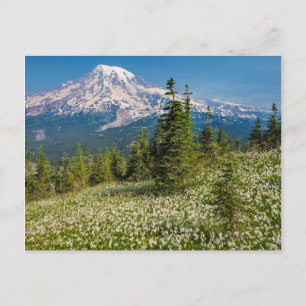 Cartão Postal Lírios Avalanche e Rainier Monte