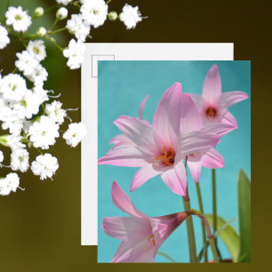 Cartão Postal Lírios Chuva Rosa Fotografias Florais Azul Água