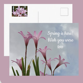 Cartão Postal Lírios-Chuva Rosa Pastel Floral Nostalgia