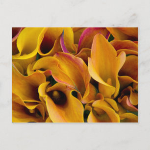 Cartão Postal Lírios coloridos brilhantes no