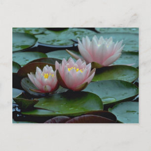 Cartão Postal Lírios De Água A Rosa