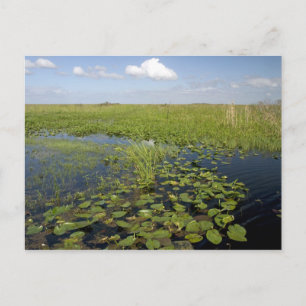 Cartão Postal Lírios de água e sawgrass nos everglades da Flórid