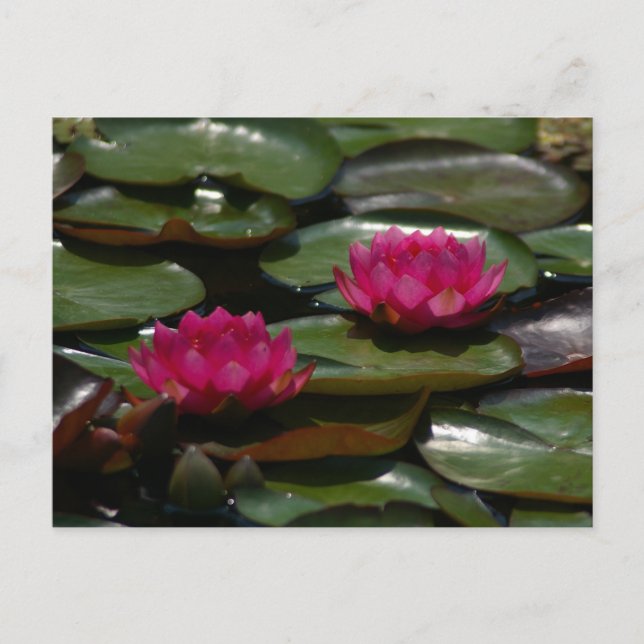 Cartão Postal Lírios de água magenta Lotus (Frente)