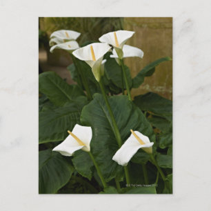 Cartão Postal lírios de arum ou de calla, Zantedeschia aethiopic