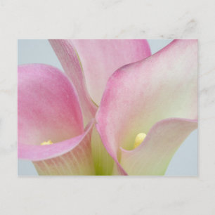 Cartão Postal Lírios de Calla Rosa