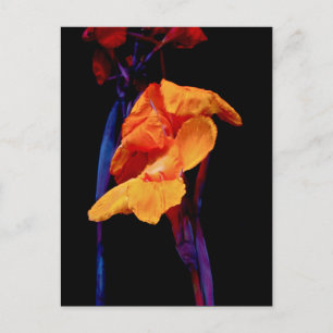 Cartão Postal Lírios-de-canna em Preto com Azul