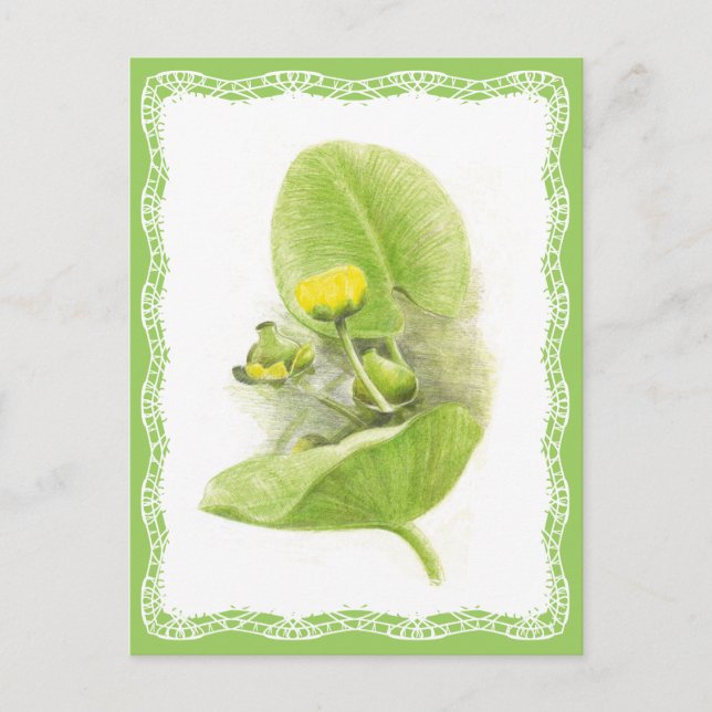 Cartão Postal Lírios de flores (Frente)