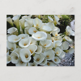 Cartão Postal Lírios na Plantação de Calla Lily, Taiwan