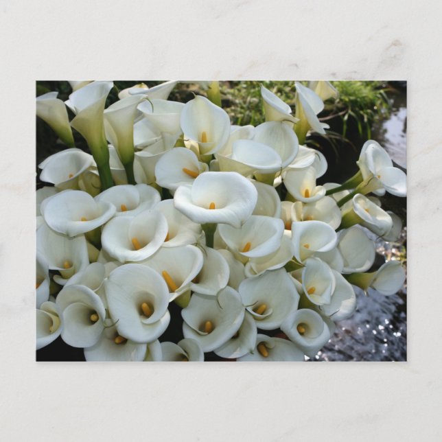Cartão Postal Lírios na Plantação de Calla Lily, Taiwan (Frente)