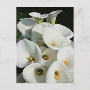 Cartão Postal Lírios na Plantação de Calla Lily, Taiwan