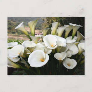 Cartão Postal Lírios que crescem na plantação de Calla Lily, Tai