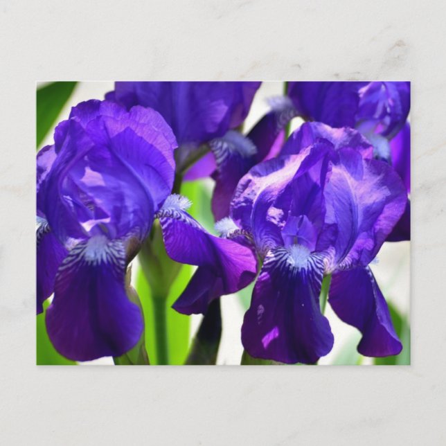 Cartão Postal Lírios Roxos Flor de Íris (Frente)