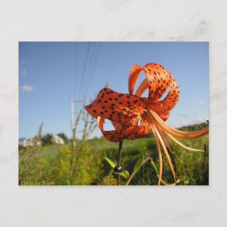 Cartão Postal Lis tigré