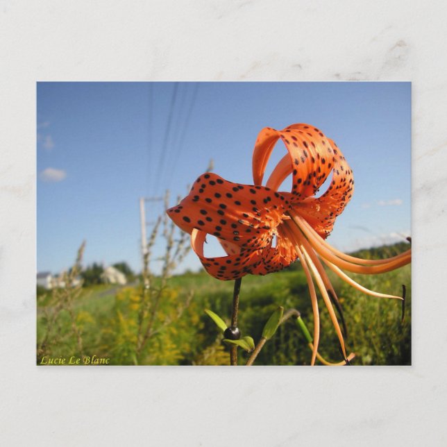 Cartão Postal Lis tigré (Frente)