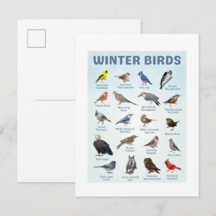 Cartão Postal lista de aves de inverno Cardinals do Norte, gaios