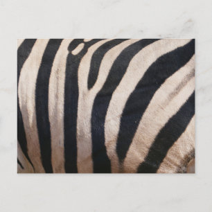 Cartão Postal Listras de Zebra Preta e Branca