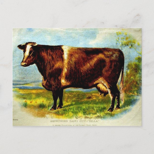 Cartão Postal Litografia de 1904 relativa às vacas leiteiras (Frente)
