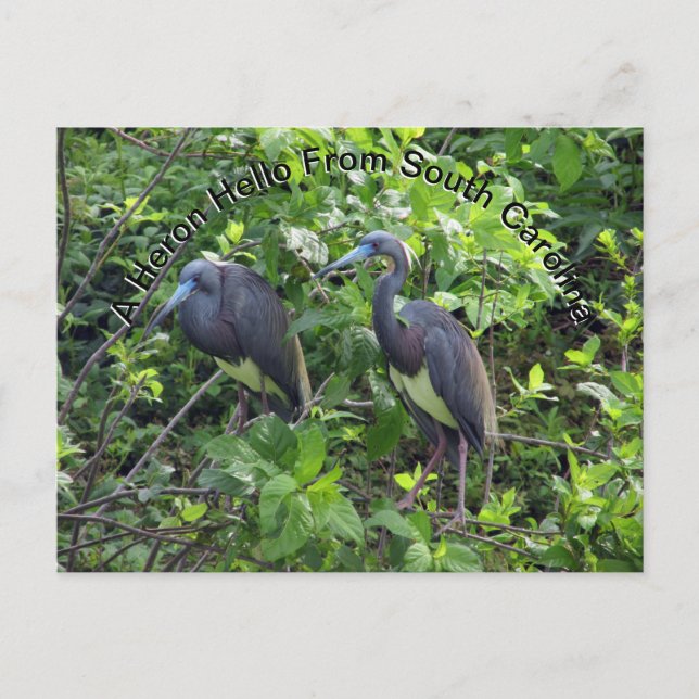 Cartão Postal Little Blue Heron Posta Card Carolina do Sul (Frente)