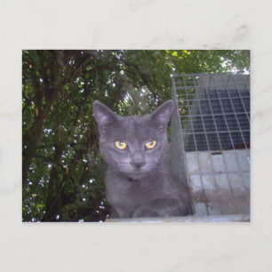 Cartão Postal Little Boy Blue