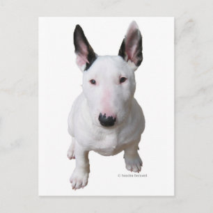 Cartão Postal Little Bull Terrier