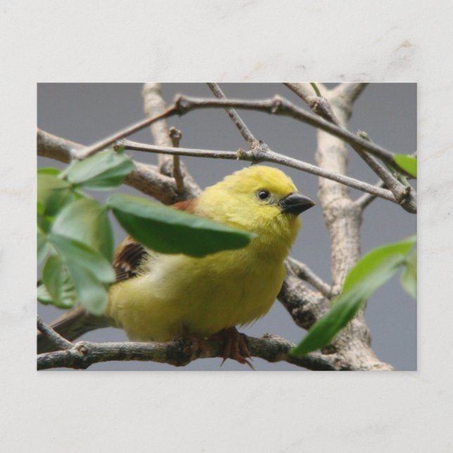 Cartão Postal Little Chickadee (Frente)