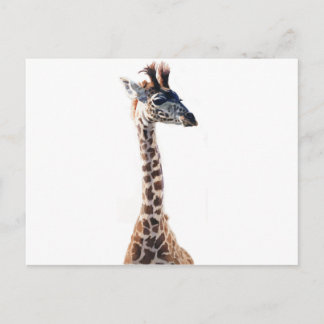 Cartão Postal "Little Giraffe" Selvagem