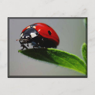 Cartão Postal Little Ladybug