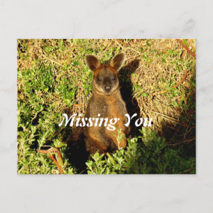 Cartão Postal Little Wallaby