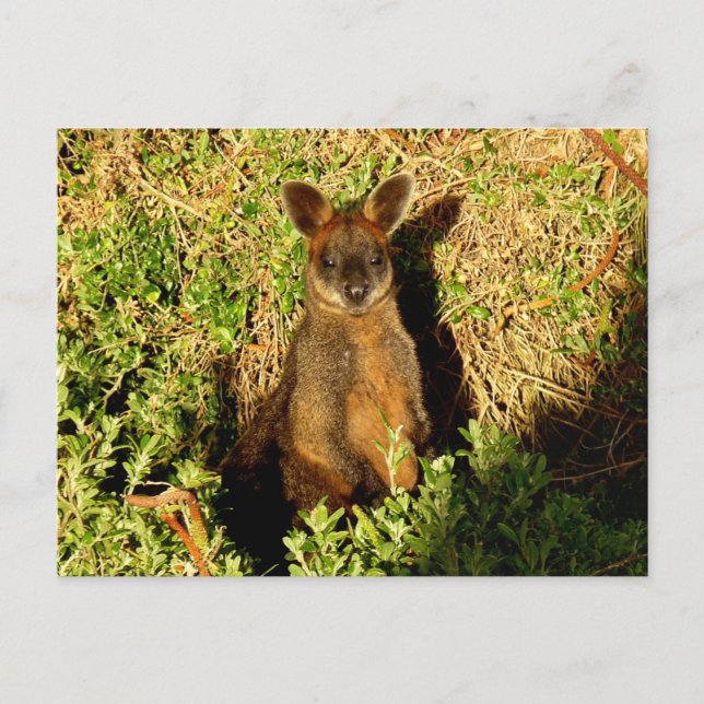 Cartão Postal Little Wallaby (Frente)