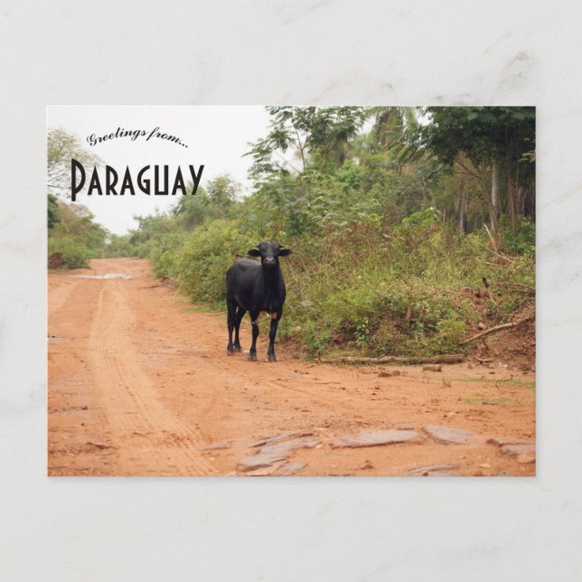 Cartão Postal Livestock on a Road in Paraguay (Frente)