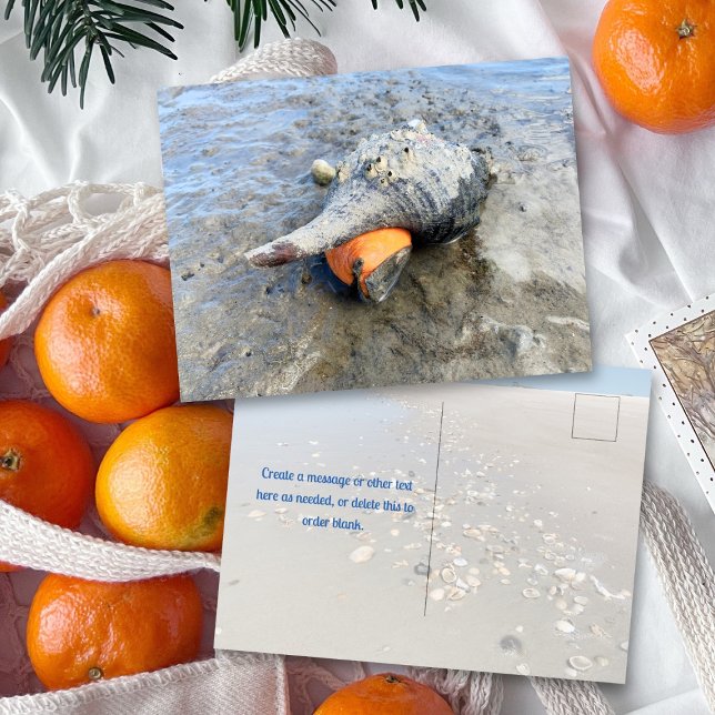 Cartão Postal Living Horse Conch Florida Wildlife Photography (Criador carregado)