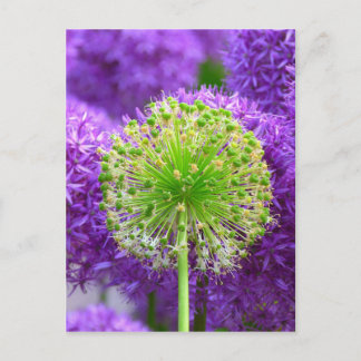 Cartão Postal Lixeira