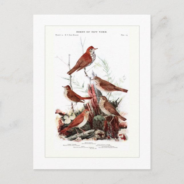 Cartão Postal Lixeiras (Frente)