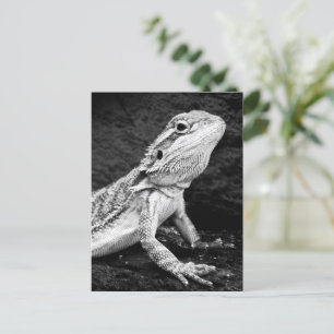 Cartão Postal Lizard
