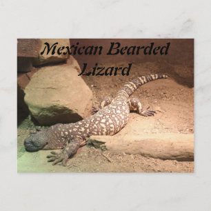 Cartão Postal Lizard carreado mexicano