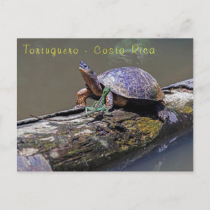Cartão Postal Lizard e River Turtle em Tortuguero - Costa Rica