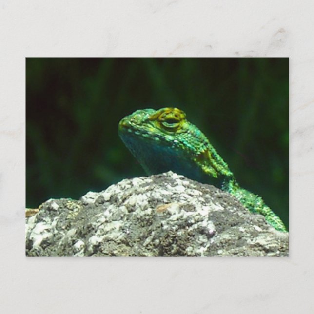 Cartão Postal Lizz (Frente)