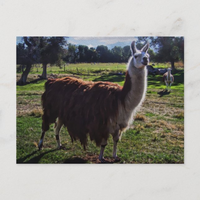 Cartão Postal Llama (Frente)