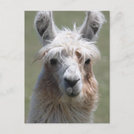 Cartão Postal Llama