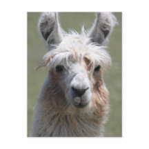 Llama
