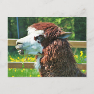 Cartão Postal Llama - Cartão-postal