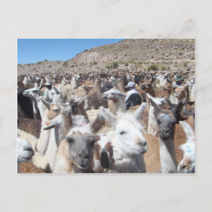 Cartão Postal Llama Disco