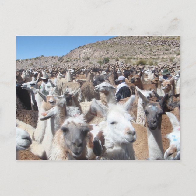 Cartão Postal Llama Disco (Frente)