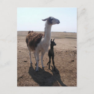 Cartão Postal Llama mama e Cria