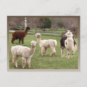 Cartão Postal Llama Melange ~ postal