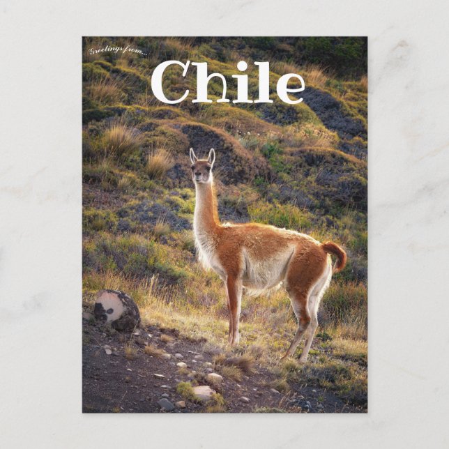 Cartão Postal Llama no Chile (Frente)