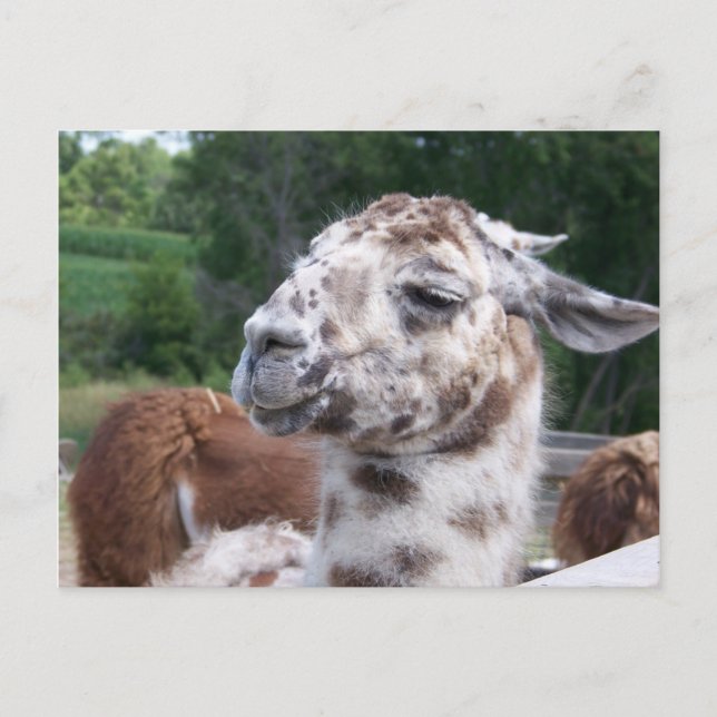 Cartão Postal Llama Postcard (Frente)